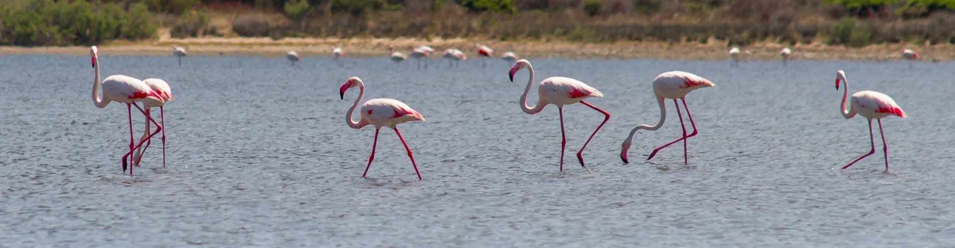 Fenicotteri sguazzano nella laguna di Torresalinas