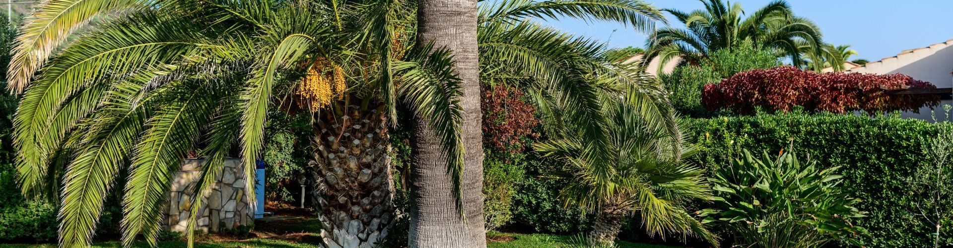 Villa Giangaleazzo | Giardino con lettini sotto palme Giardino