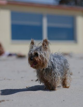 Spiaggia dei cani lungo la costa di Cagliari, Capo luogo Sardegna