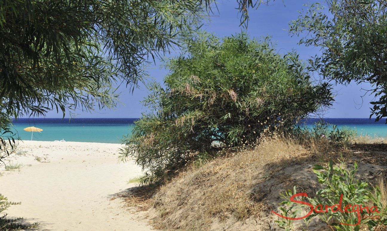 Villa ToreMari | Sentiero per arrivare al mare Spiaggia Costa Rei