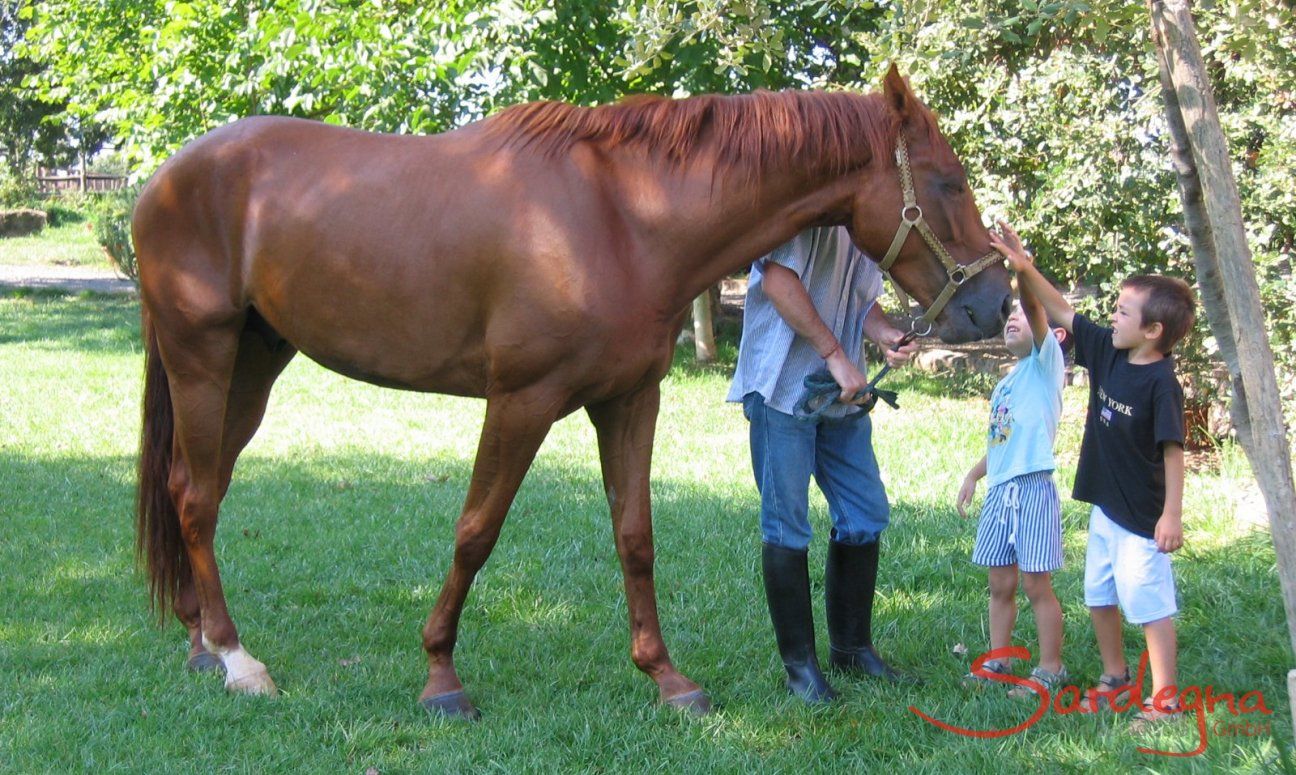 Cavalli e cavalieri