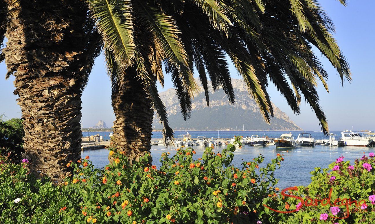 Vista sul porto di Porto San Paolo attraverso delle palme