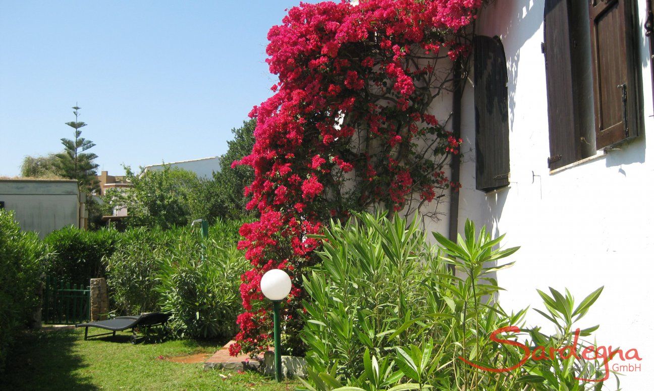 Villa ToreMari | Bougainvilla nel giardino Bougainvilla