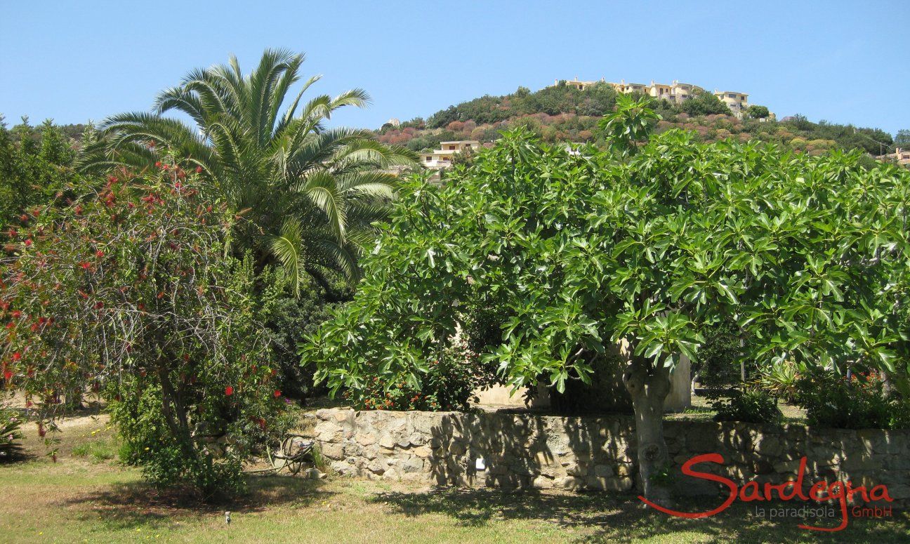 Villa Roberta | L'albero di fico nel giardino dietro la casa L'albero di fico