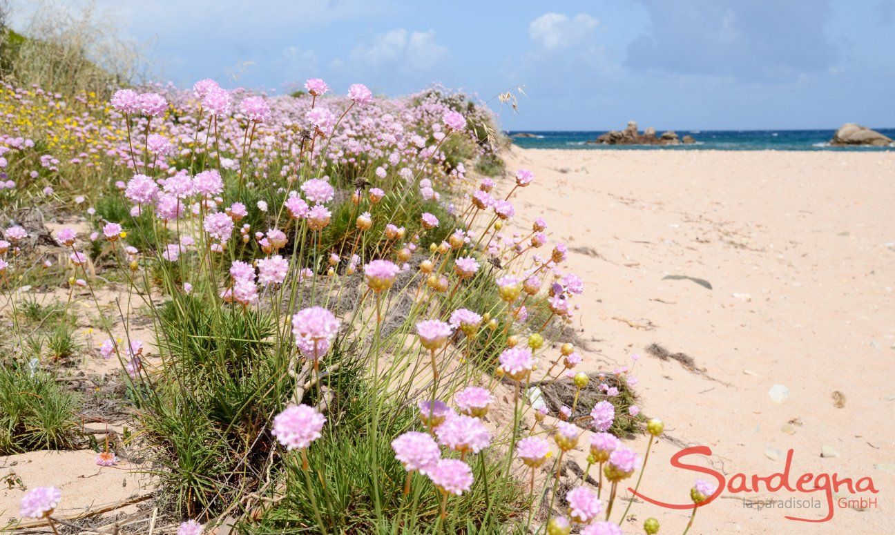 Sardegna