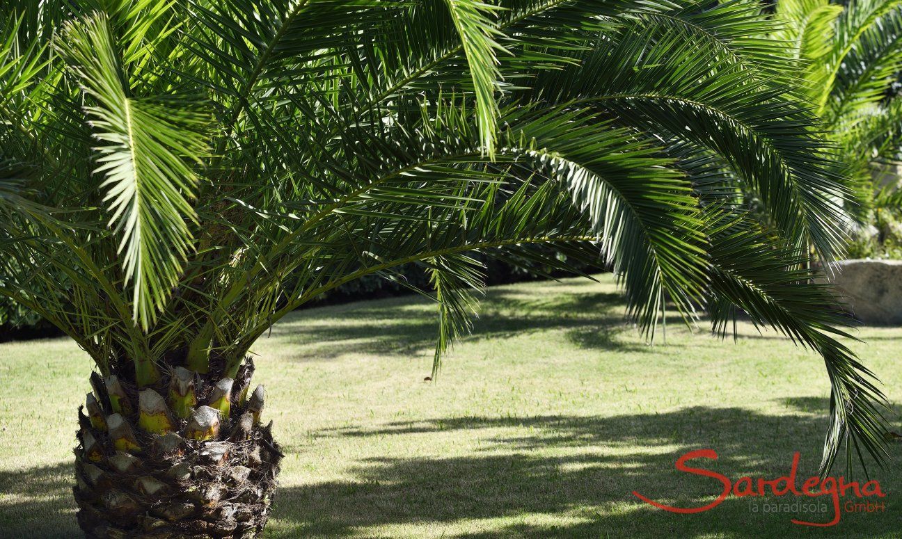 Villa Rosamar | Palma nel giardino curato Palma