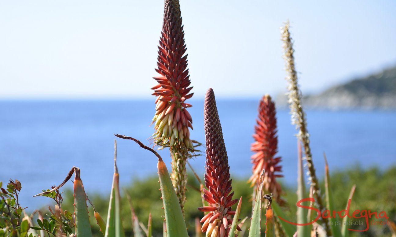 Mare e natura