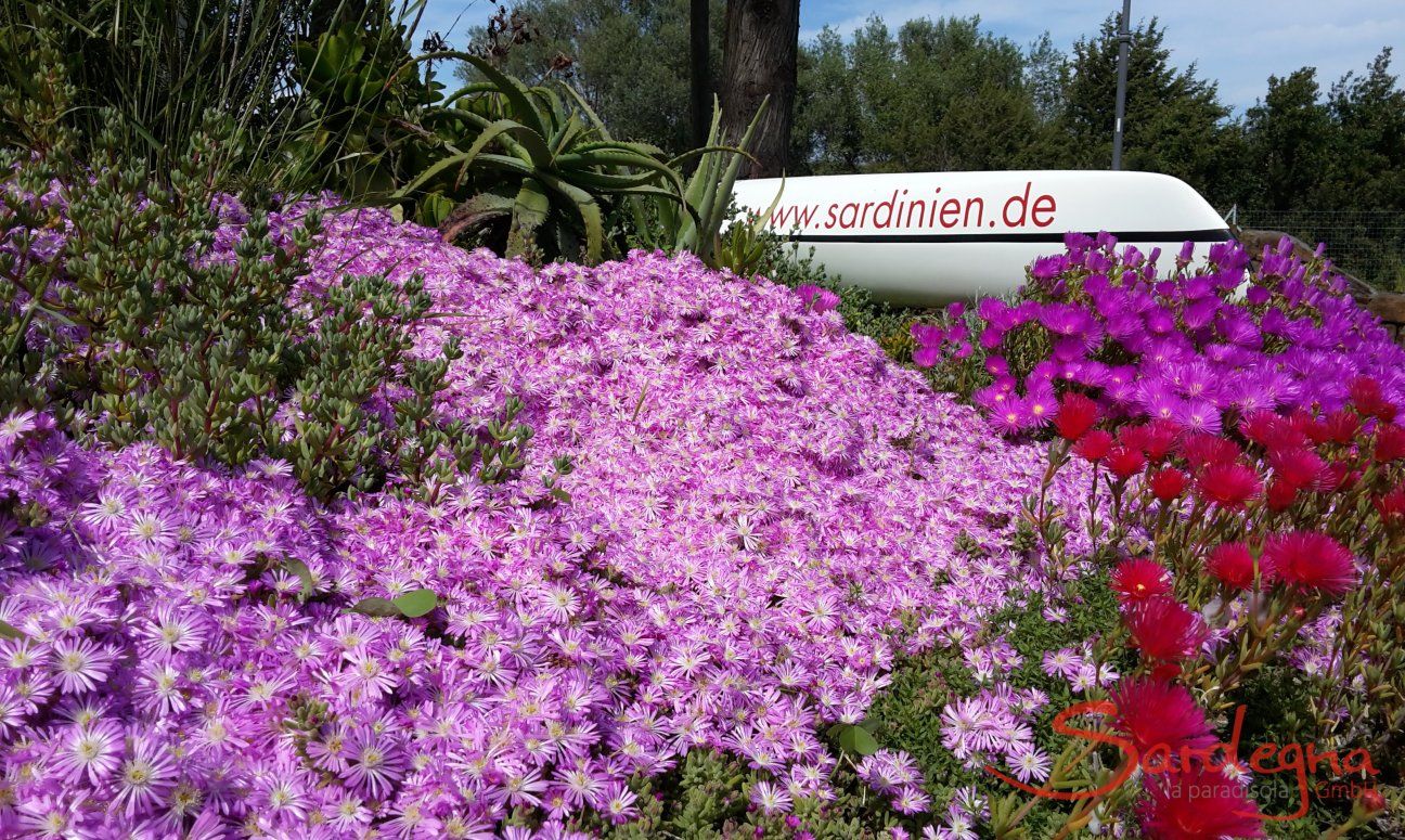 Villa Caterina | Fiori colorati nel giardino Sardegna