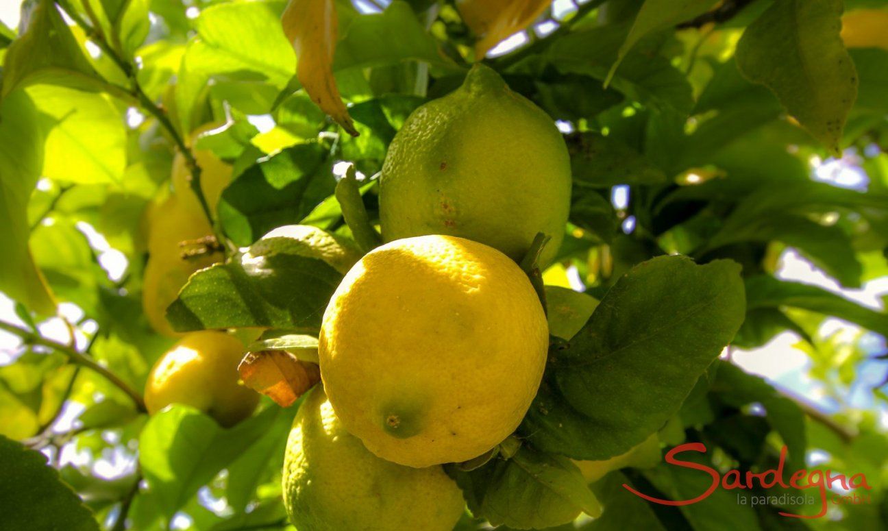 Albero di Limone