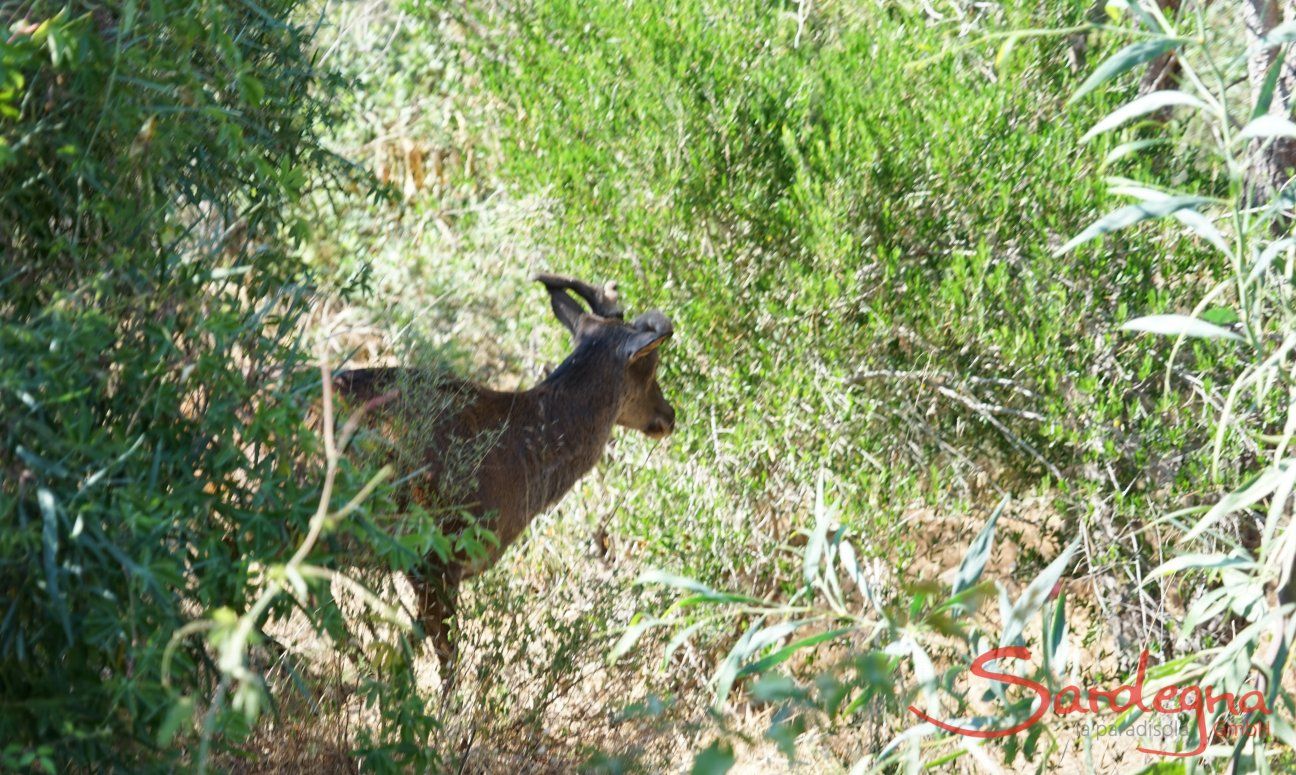 Reh im Garten