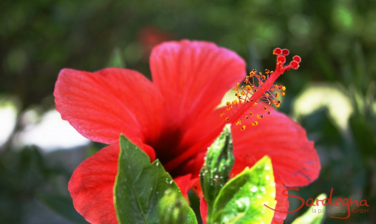 Ibiscus nel giardino