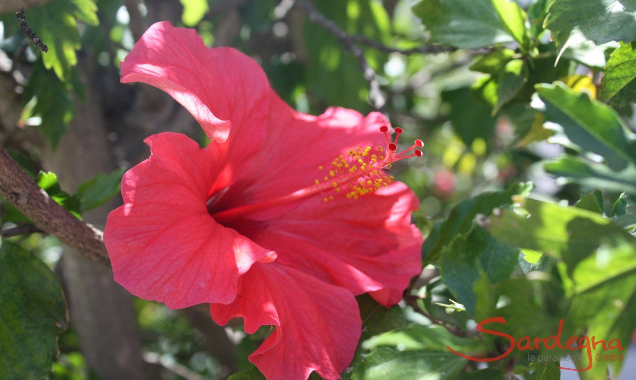 Villa Serena | Fiore rosso di Ibiscus nel giardino Fiore di Ibisco rosso davanti alle foglie verdi