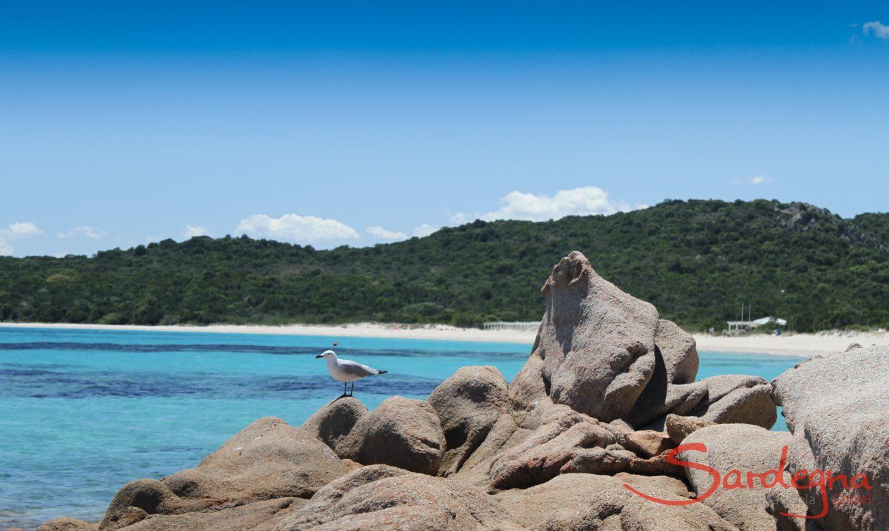 Un Gabbiamo si riposa sulle rocce di forme fantastiche davanti alla spiaggi adi Liscia Ruja