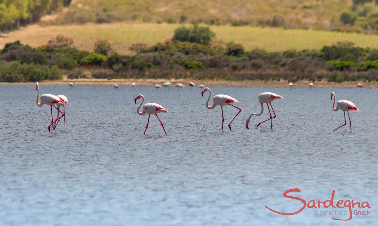 Fenicotteri sguazzano nella laguna di Torresalinas