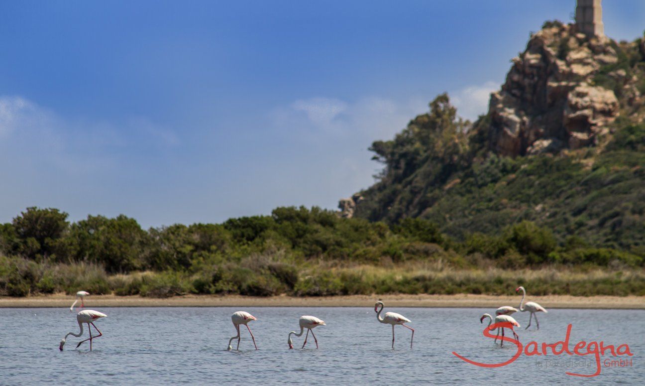 Villa Caroline | Fenicotteri a Torresalinas Torresalinas Flamingos