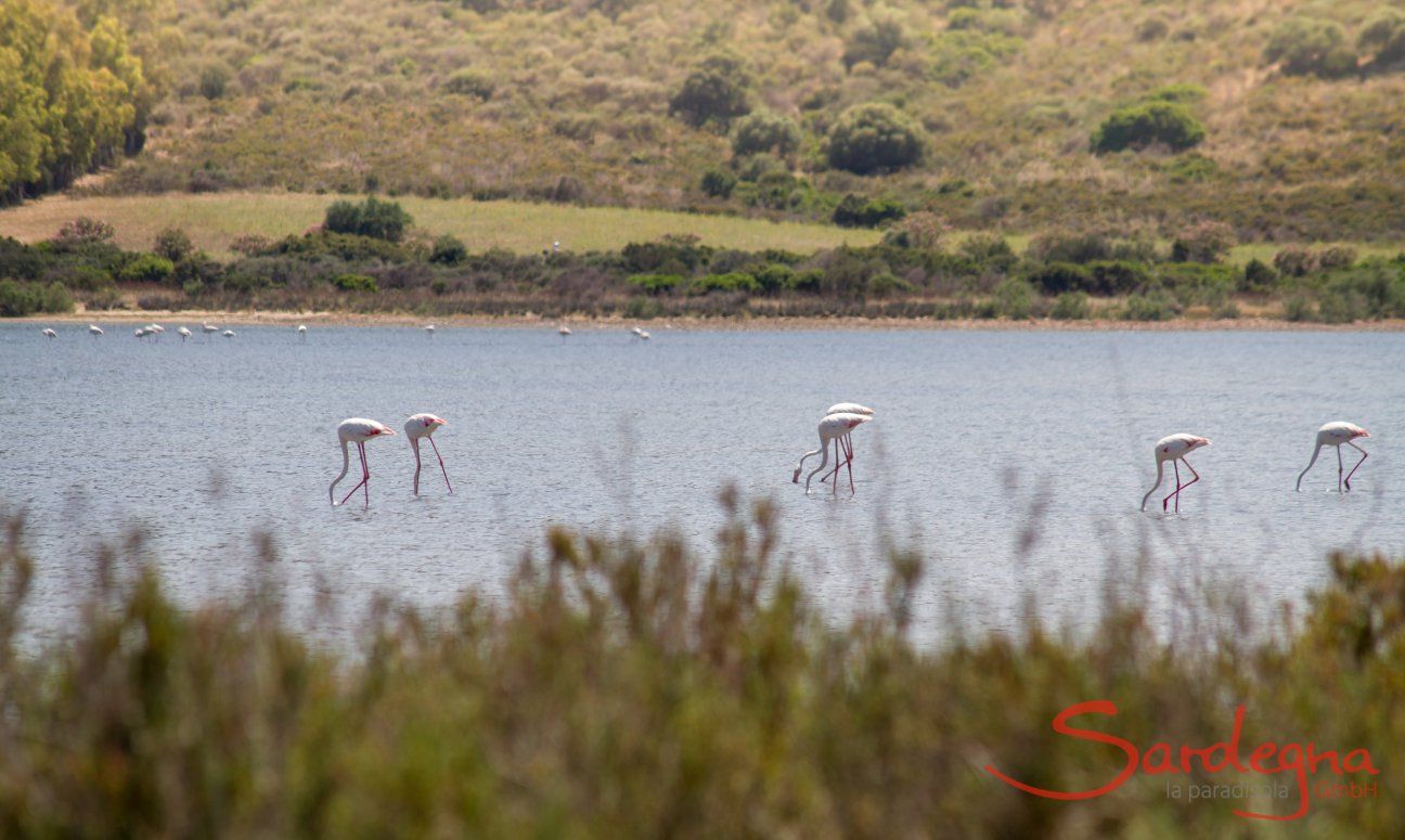 Laguna di Muravera con fenicotteri