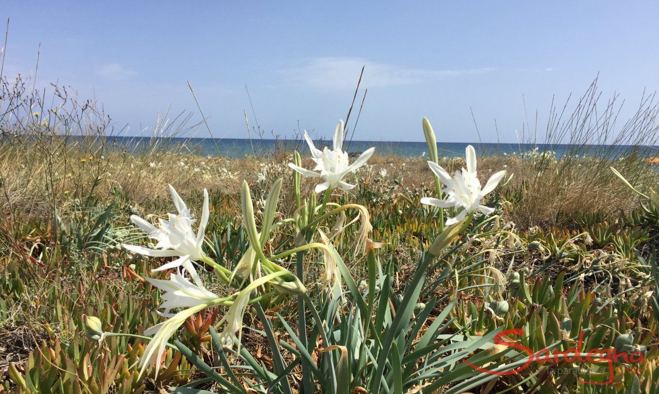 Villa Bau Cannas | Bellissimi e profumati gigli di mare Strandlilien -Sea Daffodil - Gligli di mare