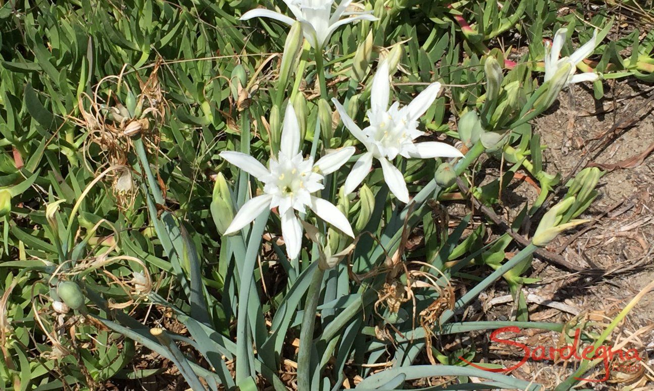 Strandlilien -Sea Daffodil - Gligli di mare