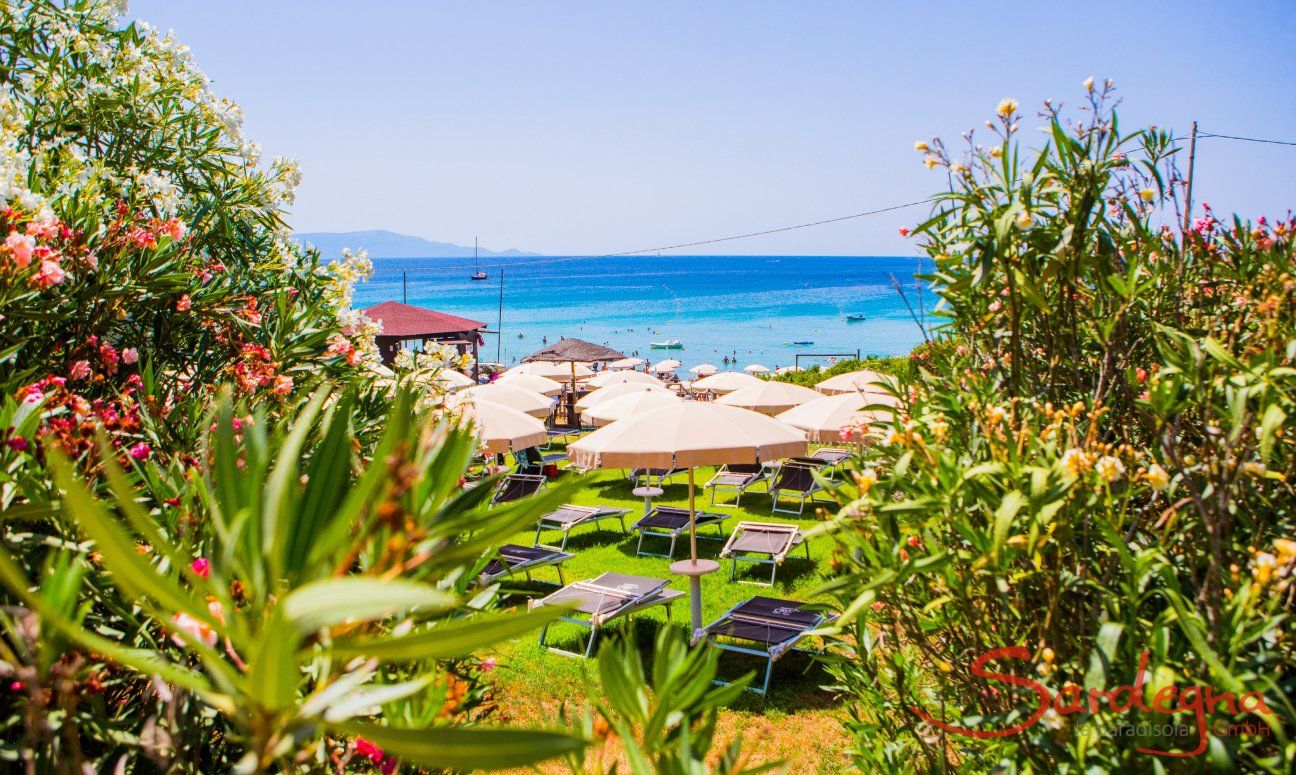 Vista attraverso oleandri e ombrelloni sul mare blu davanti alla spiaggia Le Bombarde Alghero