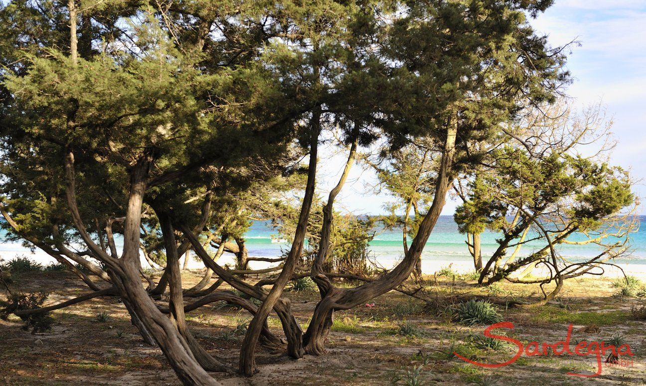 Ginepri sul onomino spiaggia Cala Ginepro vicino Cala Liberotto