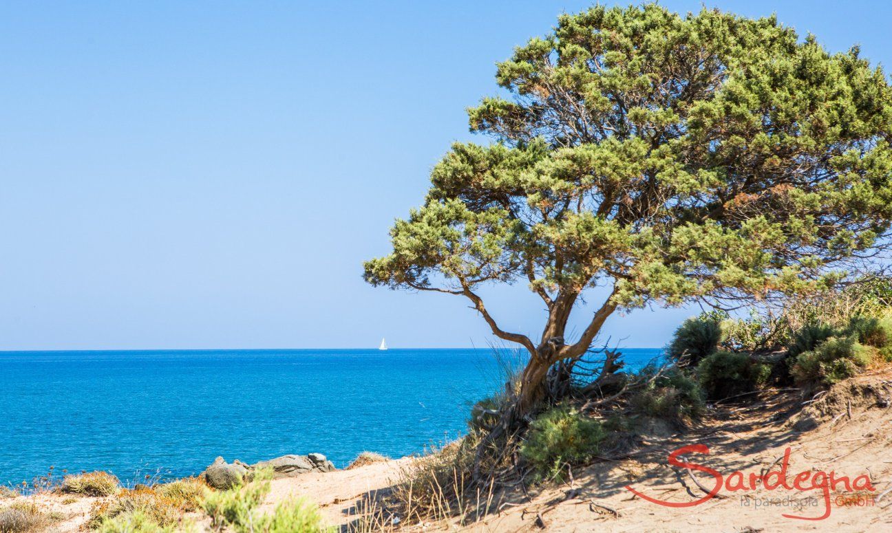 Ginepro modellato dal vento e vista sul mare di Capo Ferrato