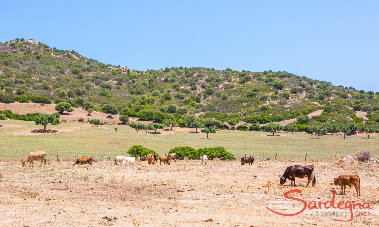 Paesaggio verde con mucche a Capo Ferrato