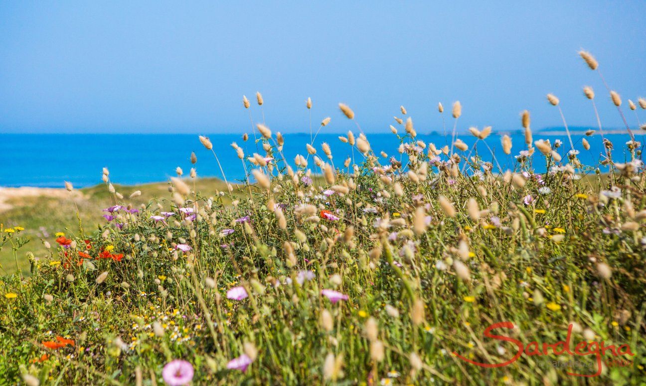 Fiori selvatici sulla spiaggia di Is Arutas