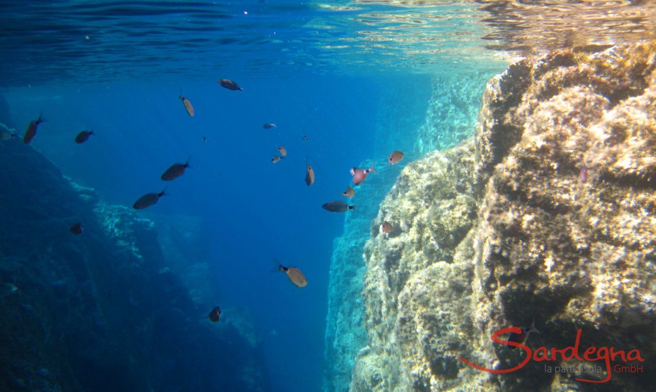Underwater picture of sea brams