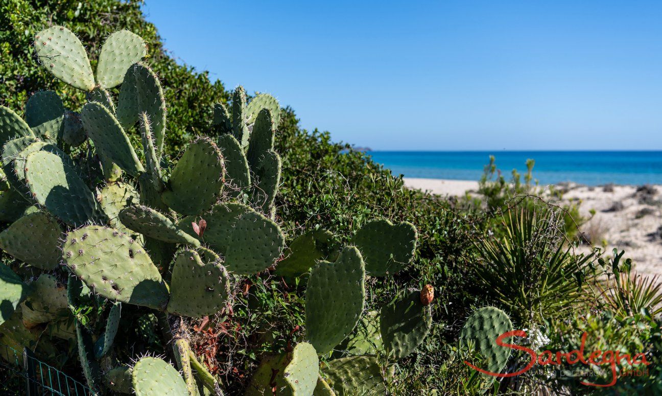 Villetta 3 | Cactus con fichi d'india e vista mare Vista mare Villetta 3 Costa Rei