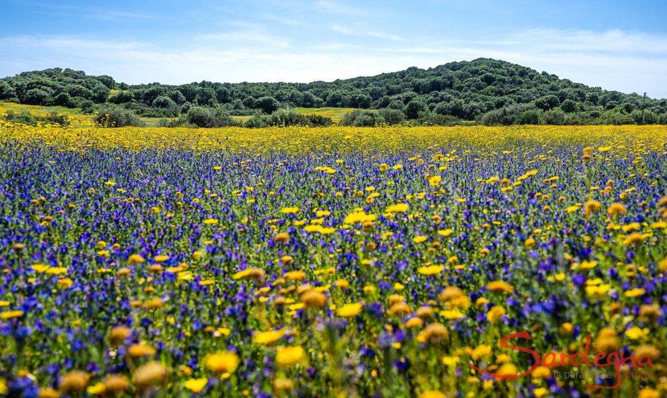 Villa Fiori 3 | Un campo da fiori vicino alla villa in avrile New Picture 2025