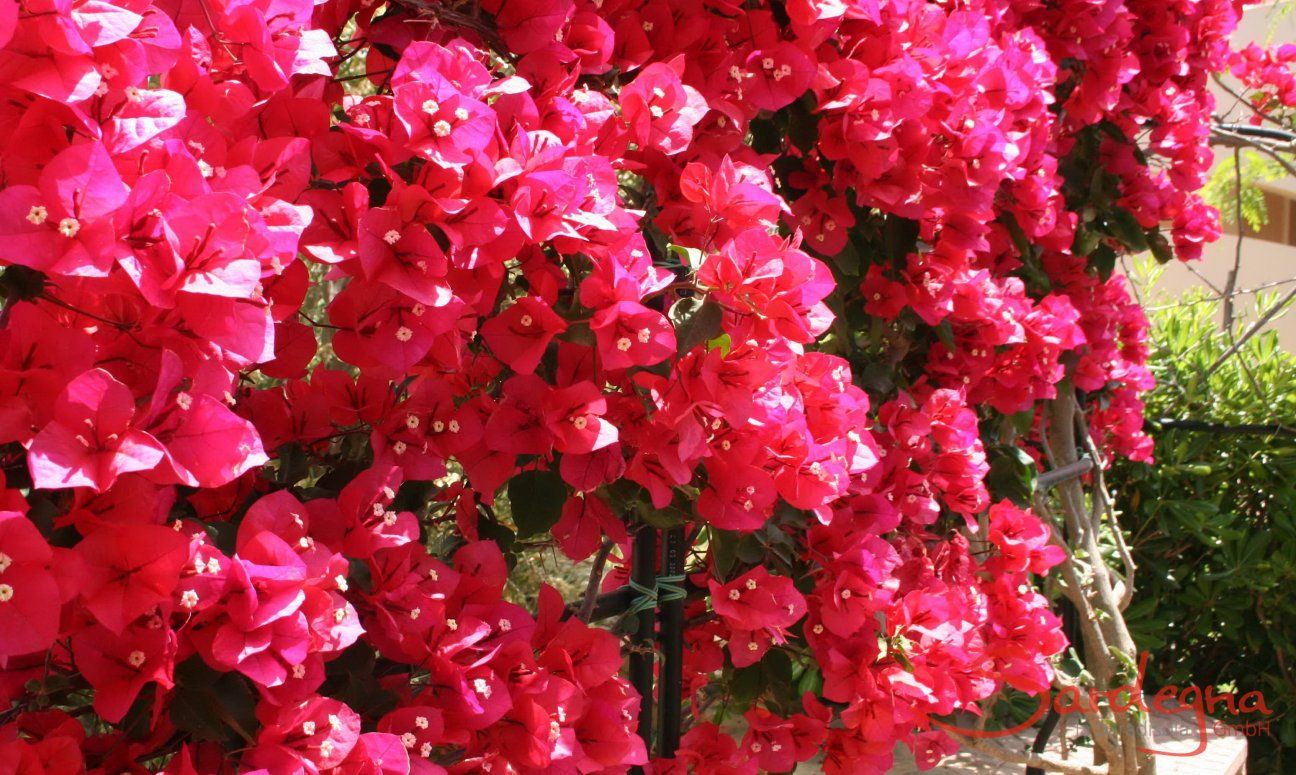 Villa Zoello 10 | Bougainville in fiore Giardino