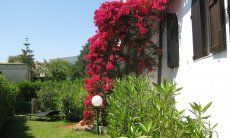 Villa ToreMari | Bougainvilla nel giardino Bougainvilla