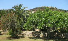 Villa Roberta | L'albero di fico nel giardino dietro la casa L'albero di fico