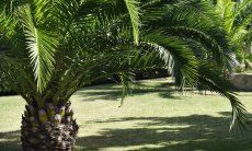 Villa Rosamar | Palma nel giardino curato Palma
