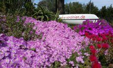 Villa Caterina | Fiori colorati nel giardino Sardegna