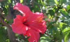 Villa Serena | Fiore rosso di Ibiscus nel giardino Fiore di Ibisco rosso davanti alle foglie verdi