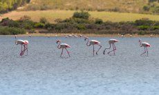 Fenicotteri sguazzano nella laguna di Torresalinas