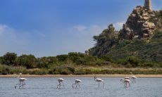 Villa Caroline | Fenicotteri a Torresalinas Torresalinas Flamingos