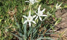 Strandlilien -Sea Daffodil - Gligli di mare