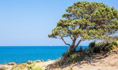 Ginepro modellato dal vento e vista sul mare di Capo Ferrato