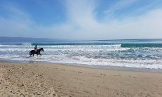 Cavaliere fa una passeggiata a cavallo sulla battigia del Poetto a Cagliari