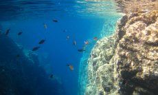 Underwater picture of sea brams
