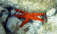 Red sea star