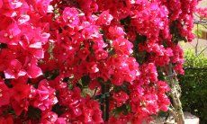 Villa Zoello 10 | Bougainville in fiore Giardino