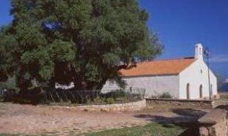 Olivastro Millenario | Sardegna Sardegna