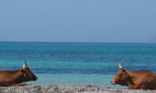 Sardegna