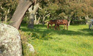 Sardegna